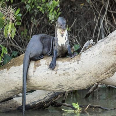 Posterazzi PDDSA04JHO0102LARGE Pantanal, Mato Grosso, Brazil. Giant River Otter Growling at Other who Want on The Log Photo Print, 24 x 36, Multi