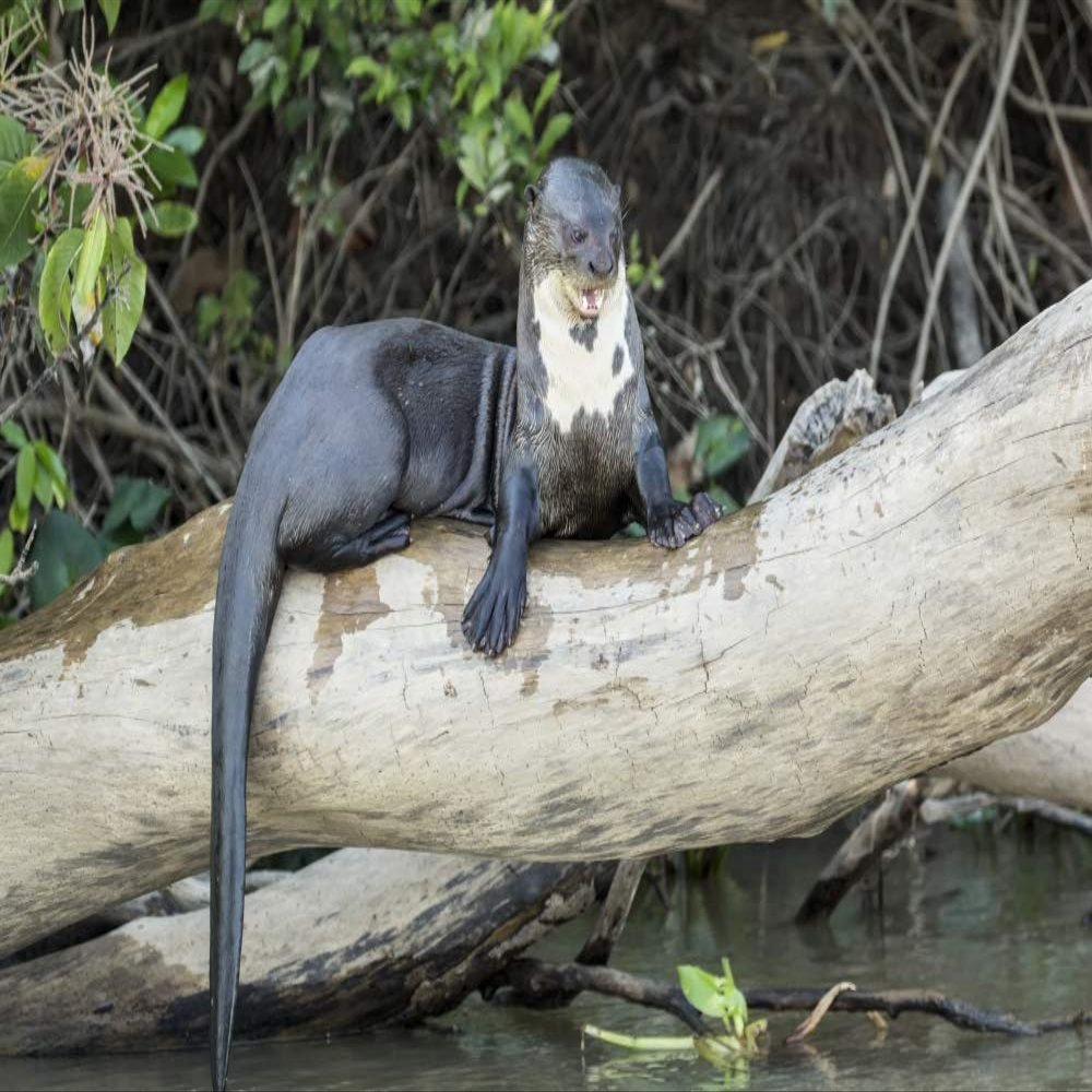 Posterazzi PDDSA04JHO0102LARGE Pantanal, Mato Grosso, Brazil. Giant River Otter Growling at Other who Want on The Log Photo Print, 24 x 36, Multi