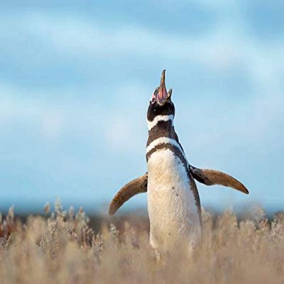 Posterazzi PDDSA09MZW1149LARGE Magellanic Penguin, Falkland Islands Photo Print, 36 x 24, Multi