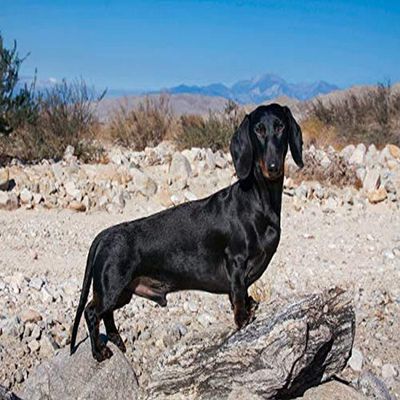 Posterazzi PDDUS05ZMU1297LARGE Doxen in The Desert Photo Print, 36 x 24, Multi