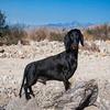 Posterazzi PDDUS05ZMU1297LARGE Doxen in The Desert Photo Print, 36 x 24, Multi view 1
