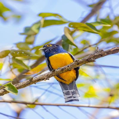 Posterazzi PDDSA22BJY0118LARGE Central America, Costa Rica. Male Gartered Trogon Photo Print, 24 x 36, Multi