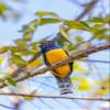 Posterazzi PDDSA22BJY0118LARGE Central America, Costa Rica. Male Gartered Trogon Photo Print, 24 x 36, Multi view 1