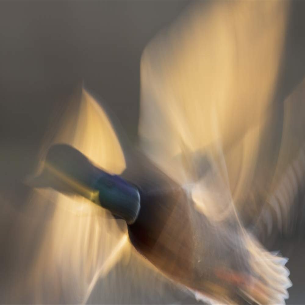 Posterazzi PDDNA02KAR1070LARGE Mallard Drake Flying Photo Print, 24 x 36, Multi