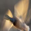 Posterazzi PDDNA02KAR1070LARGE Mallard Drake Flying Photo Print, 24 x 36, Multi view 1