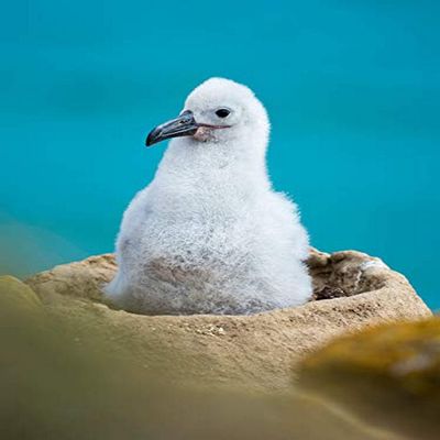 Posterazzi PDDSA09MZW1097LARGE Chick on Tower-Shaped nest Albatross or Black-Browed mollymawk, Falkland Islands Photo Print, 24 x 36, Multi