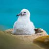 Posterazzi PDDSA09MZW1097LARGE Chick on Tower-Shaped nest Albatross or Black-Browed mollymawk, Falkland Islands Photo Print, 24 x 36, Multi view 1
