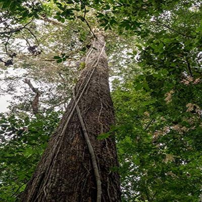 Posterazzi PDDSA17JHO0091LARGE Amazon National Park, Peru. Vines clasped onto a Tree Trunk to give Them Support as They Grow Towards The Sunlight in The Rainforest Photo Print, 24 x 36, Multi