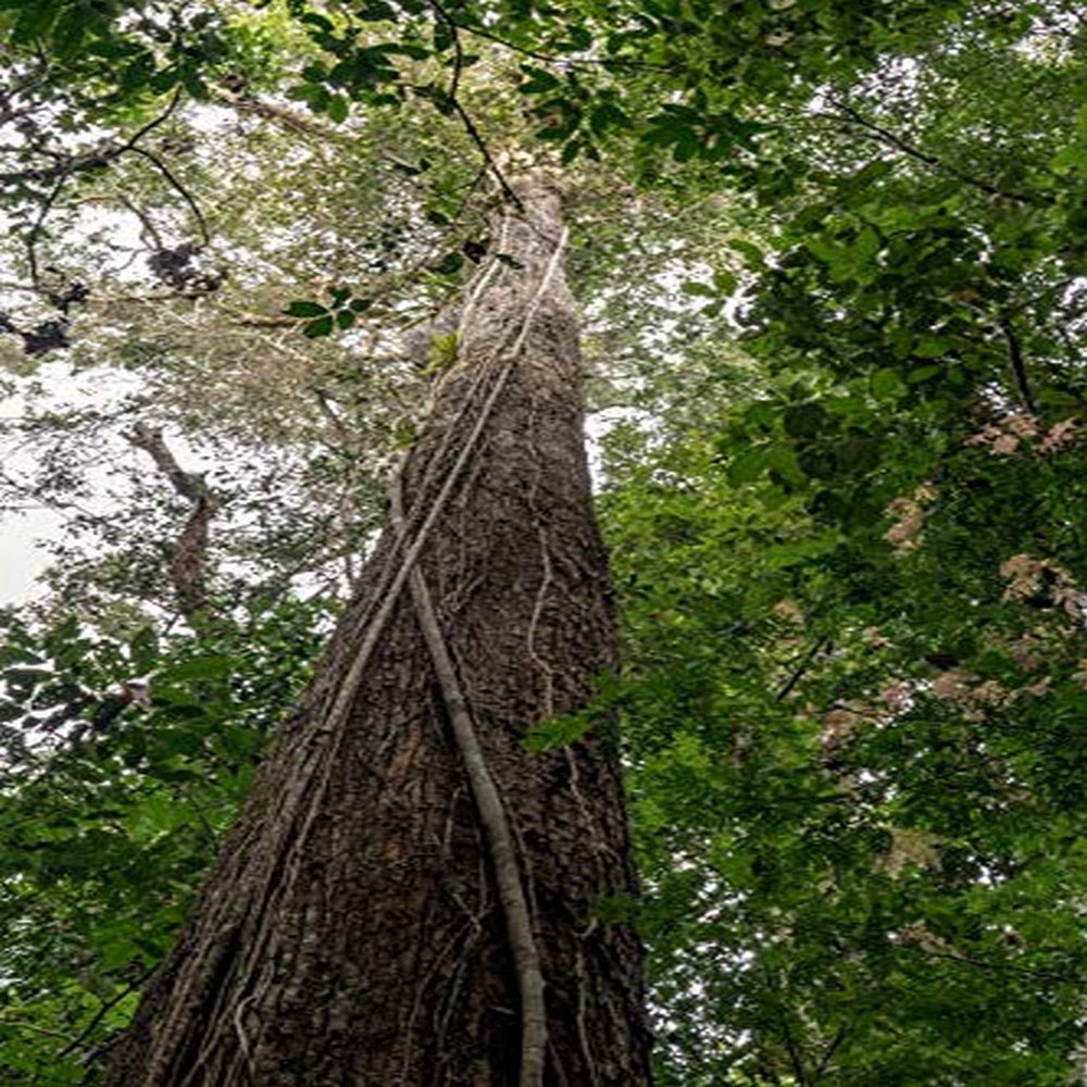 Posterazzi PDDSA17JHO0091LARGE Amazon National Park, Peru. Vines clasped onto a Tree Trunk to give Them Support as They Grow Towards The Sunlight in The Rainforest Photo Print, 24 x 36, Multi