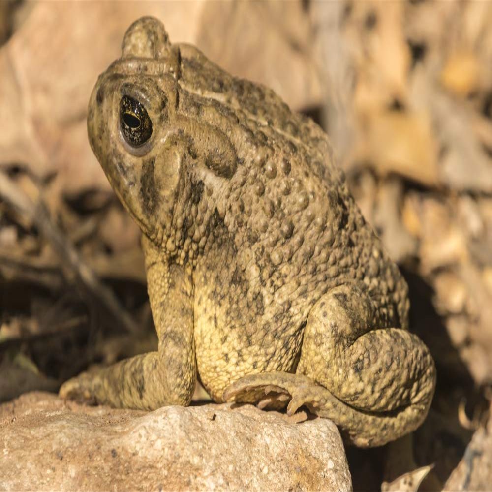 Posterazzi PDDUS03BJY0633LARGE USA, Arizona, Desert Botanic Garden. Plains Toad Photo Print, 24 x 36, Multi