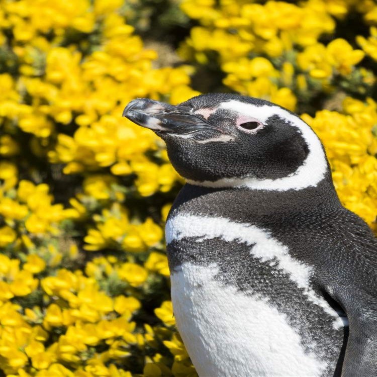 Posterazzi PDDSA09MZW0923LARGE Magellanic Penguin at Burrow in Front of Yellow Flowering Gorse, Falkland Islands Photo Print, 24 x 36, Multi