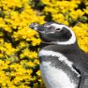 Posterazzi PDDSA09MZW0923LARGE Magellanic Penguin at Burrow in Front of Yellow Flowering Gorse, Falkland Islands Photo Print, 24 x 36, Multi view 1