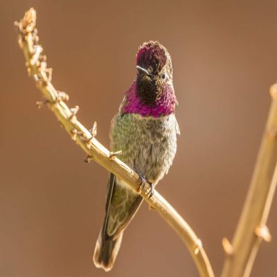 Posterazzi PDDUS03BJY0685LARGE USA, Arizona-Sonora Desert Museum. Male Anna's Hummingbird displaying Photo Print, 24 x 36, Multi
