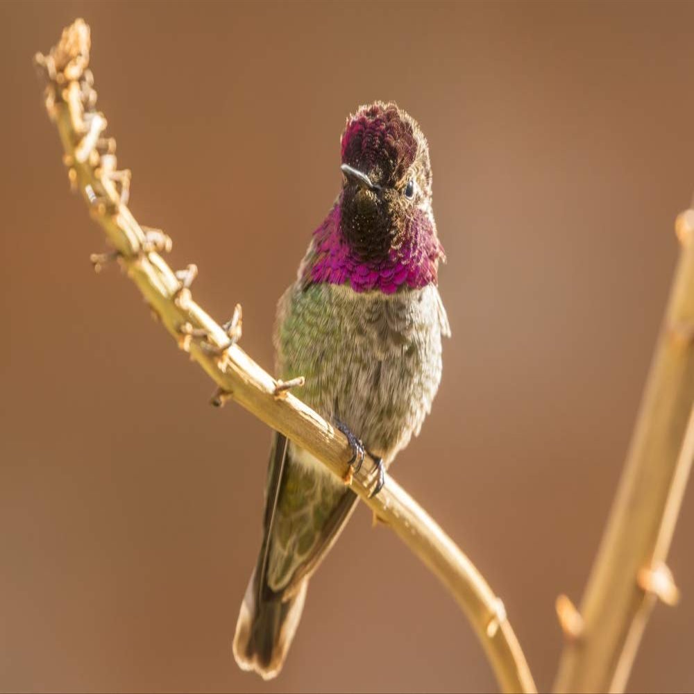 Posterazzi PDDUS03BJY0685LARGE USA, Arizona-Sonora Desert Museum. Male Anna's Hummingbird displaying Photo Print, 24 x 36, Multi