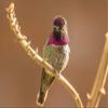 Posterazzi PDDUS03BJY0685LARGE USA, Arizona-Sonora Desert Museum. Male Anna's Hummingbird displaying Photo Print, 24 x 36, Multi view 1