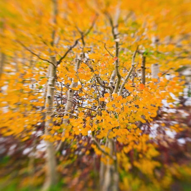 Posterazzi PDDUS05RBS1248LARGE Fresh Snow on Fall aspens Along Bishop Creek, Inyo NF, Sierra Nevada Mountains, California Photo Print, 24 x 36, Multi