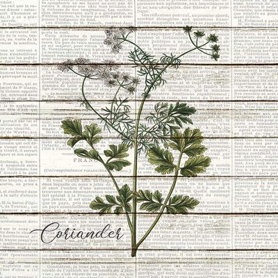 Posterazzi PDXKARC1510ALARGE Coriander Photo Print, 24 x 36, Multi