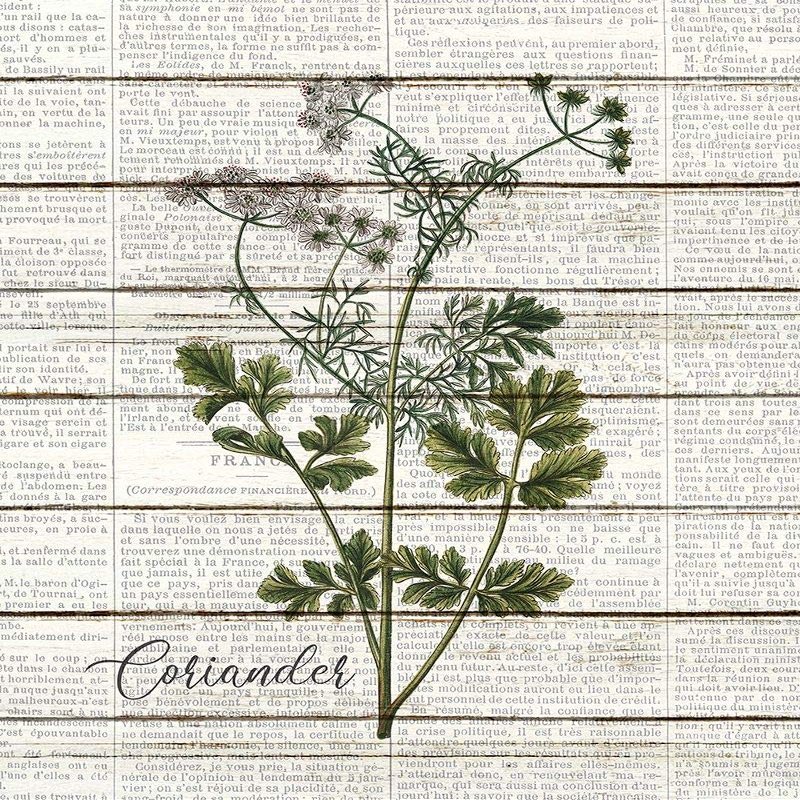 Posterazzi PDXKARC1510ALARGE Coriander Photo Print, 24 x 36, Multi