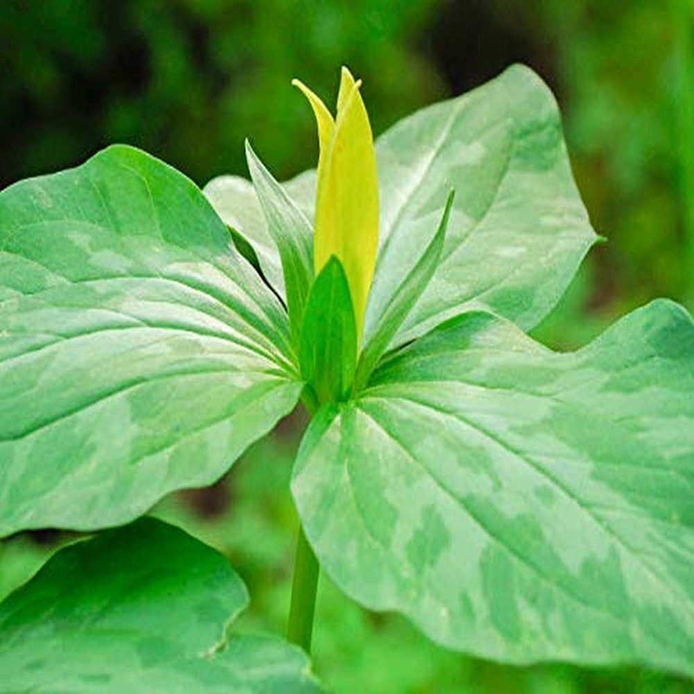 Posterazzi PDDUS08JEG0043LARGE USA, Delaware. A Yellow, Trillium erectum, T. luteum, Growing in a Wildflower Garden Photo Print, 36 x 24, Multi