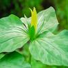 Posterazzi PDDUS08JEG0043LARGE USA, Delaware. A Yellow, Trillium erectum, T. luteum, Growing in a Wildflower Garden Photo Print, 36 x 24, Multi view 1
