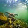 Posterazzi PDDCN02YCH0039LARGE Canada, British Columbia, Adams River. Sockeye Salmon Photo Print, 36 x 24, Multi view 1