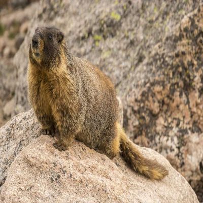 Posterazzi PDDUS06BJY1210LARGE USA, Colorado, Mt. Evans. Yellow-Bellied Marmot Close-up Photo Print, 24 x 36, Multi