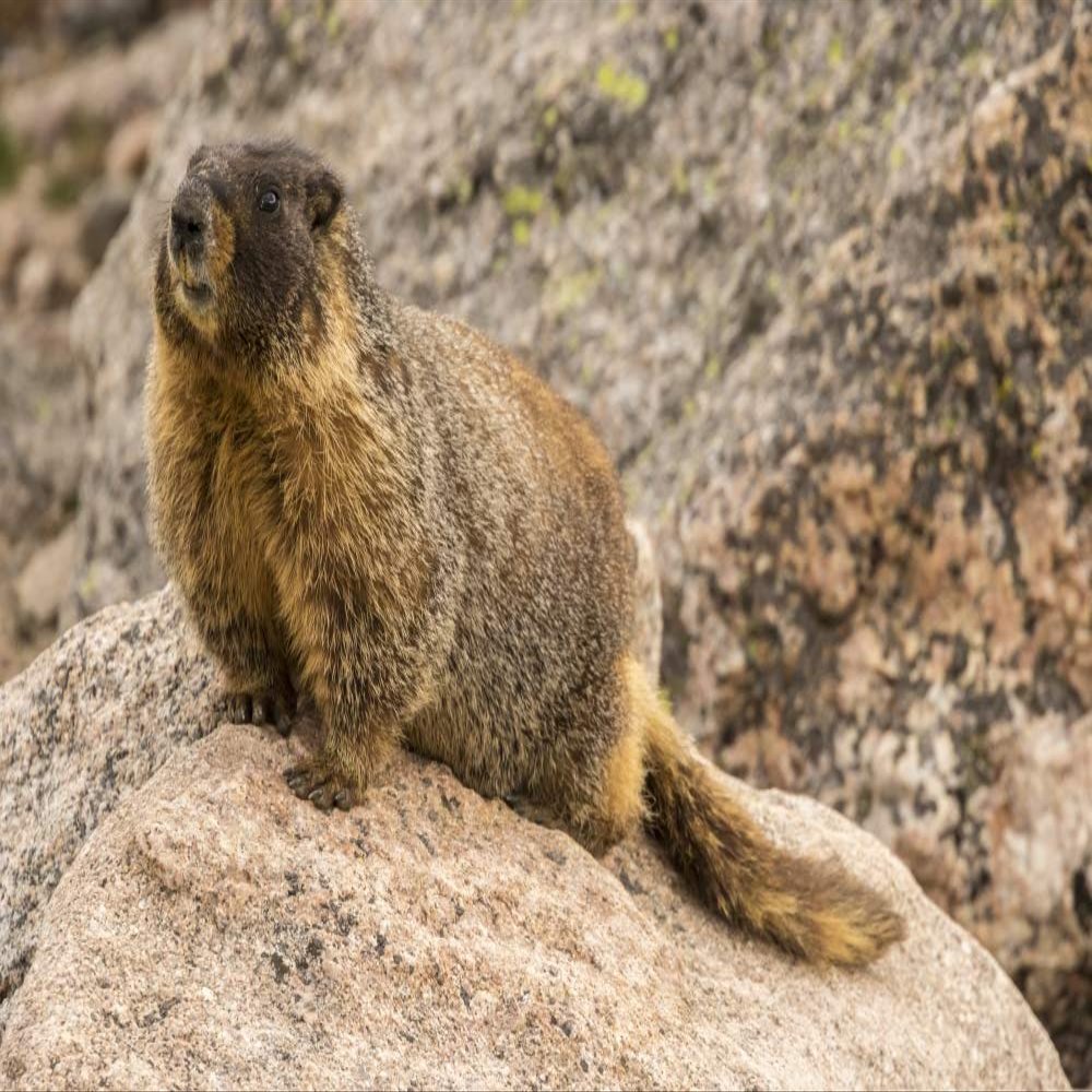 Posterazzi PDDUS06BJY1210LARGE USA, Colorado, Mt. Evans. Yellow-Bellied Marmot Close-up Photo Print, 24 x 36, Multi