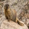Posterazzi PDDUS06BJY1210LARGE USA, Colorado, Mt. Evans. Yellow-Bellied Marmot Close-up Photo Print, 24 x 36, Multi view 1