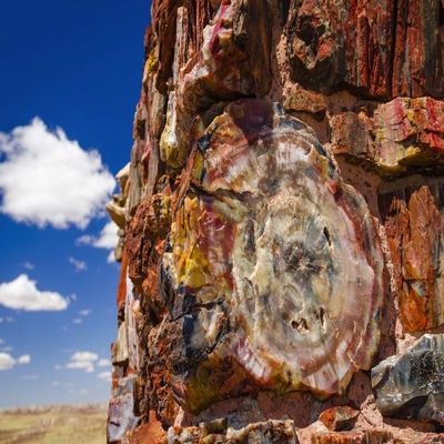 Posterazzi PDDUS03RBS0130LARGE Agate House, Petrified Forest National Park, Arizona, USA Photo Print, 24 x 36, Multi
