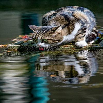 Posterazzi PDDUS06GTH0013LARGE Cat Licking Water Photo Print, 24 x 36, Multi