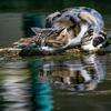 Posterazzi PDDUS06GTH0013LARGE Cat Licking Water Photo Print, 24 x 36, Multi view 1