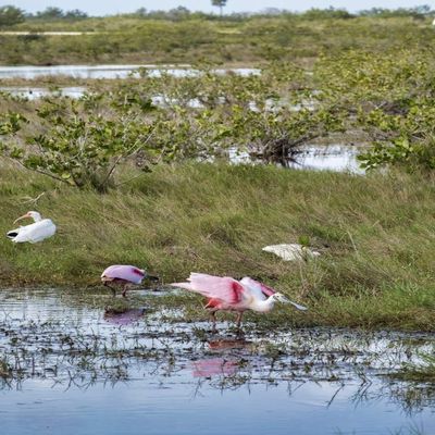 Posterazzi PDDUS10LEN1063LARGE Roseate Spoonbill, Florida, USA Photo Print, 24 x 36, Multi