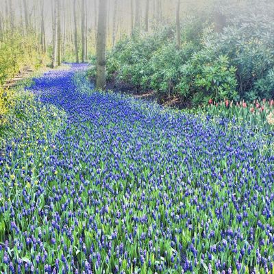 Posterazzi PDDEU20TEG0321LARGE Forest and Flowers in The Keukenhof Gardens Photo Print, 24 x 36, Multi