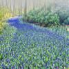 Posterazzi PDDEU20TEG0321LARGE Forest and Flowers in The Keukenhof Gardens Photo Print, 24 x 36, Multi view 1
