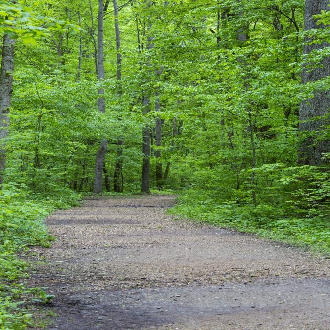 Posterazzi PDDUS14RDY2413LARGE Trail at Ferne Clyffe State Park, Johnson County, Illinois Photo Print, 24 x 36, Multi