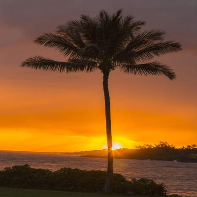 Posterazzi PDDUS12BJY0184LARGE USA, Hawaii, Kauai, Lawai. Palm Tree at Sunset Photo Print, 24 x 36, Multi
