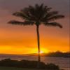 Posterazzi PDDUS12BJY0184LARGE USA, Hawaii, Kauai, Lawai. Palm Tree at Sunset Photo Print, 24 x 36, Multi view 1