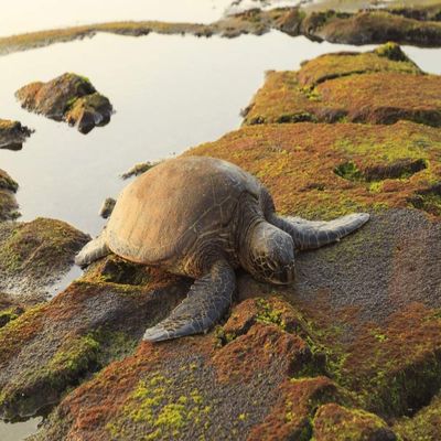 Posterazzi PDDUS12SWR0295LARGE Green Sea Turtle (Chelonia mydas) on Shore at Sunset Near Kona, Big Island, Hawaii Photo Print, 24 x 36, Multi