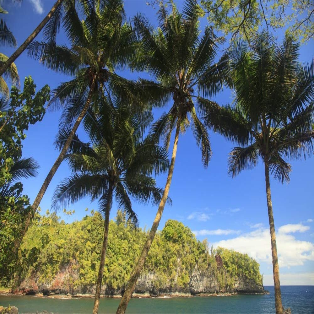 Posterazzi PDDUS12SWR0285LARGE Hawaiian Tropical Botanical Gardens, Near Hilo, Big Island, Hawaii, USA Palm Trees Photo Print, 24 x 36, Multi