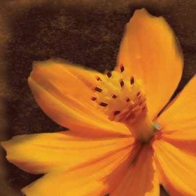 Posterazzi PDXGLSQ019B2LARGE Just The Flower Photo Print, 24 x 24, Multi