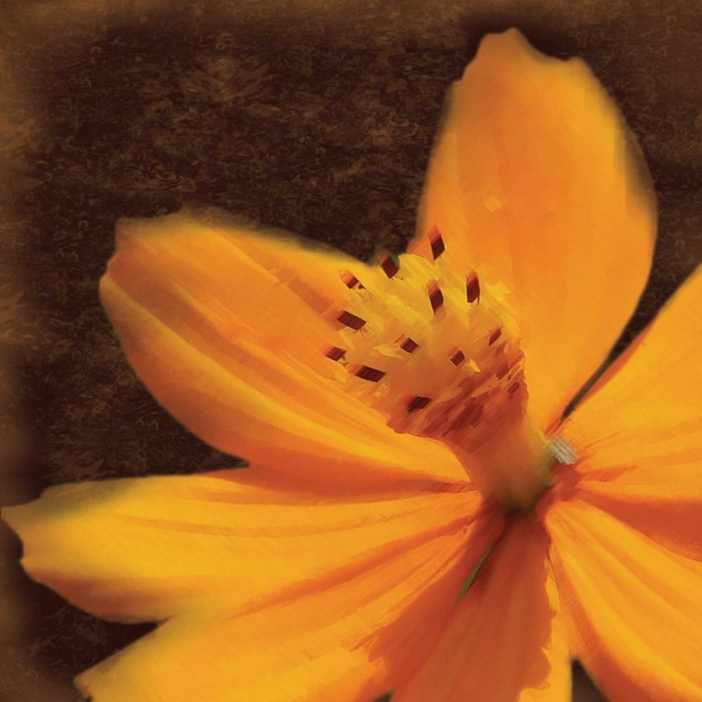Posterazzi PDXGLSQ019B2LARGE Just The Flower Photo Print, 24 x 24, Multi