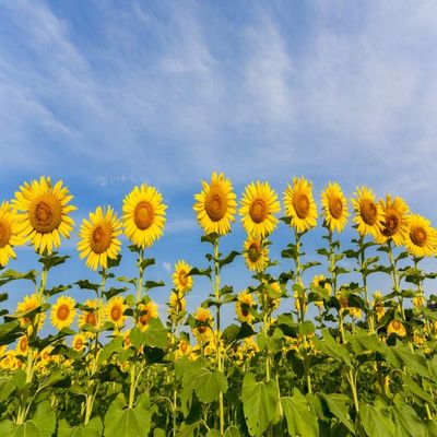 Posterazzi PDDUS14RDY2454LARGE Sunflower Field Sam Parr State Park. Jasper County, Illinois Photo Print, 24 x 36, Multi