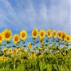 Posterazzi PDDUS14RDY2454LARGE Sunflower Field Sam Parr State Park. Jasper County, Illinois Photo Print, 24 x 36, Multi view 1