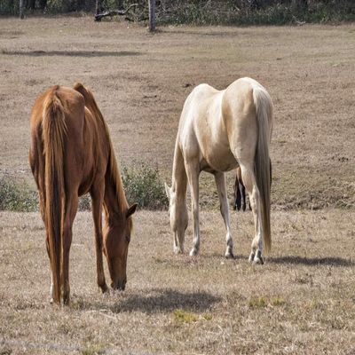 Posterazzi PDDUS10JEN0657LARGE Two Horses in a Field, Deland, Florida, USA Photo Print, 24 x 36, Multi