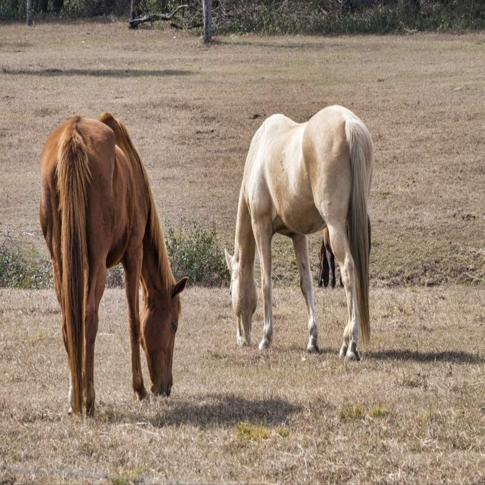 Posterazzi PDDUS10JEN0657LARGE Two Horses in a Field, Deland, Florida, USA Photo Print, 24 x 36, Multi