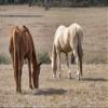 Posterazzi PDDUS10JEN0657LARGE Two Horses in a Field, Deland, Florida, USA Photo Print, 24 x 36, Multi view 1