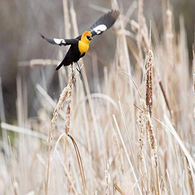 Posterazzi PDDUS13BJY0034LARGE USA, Idaho, Market Lake Wildlife Management Area. Yellow-Headed Blackbird Flying. Credit as: Don Grall/Jaynes Gallery/DanitaDelimont.com Photo Print, 36 x 24, Multi