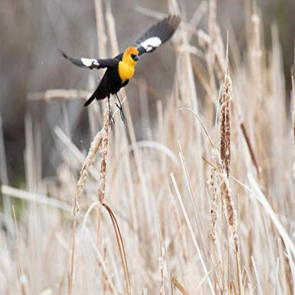Posterazzi PDDUS13BJY0034LARGE USA, Idaho, Market Lake Wildlife Management Area. Yellow-Headed Blackbird Flying. Credit as: Don Grall/Jaynes Gallery/DanitaDelimont.com Photo Print, 36 x 24, Multi