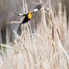 Posterazzi PDDUS13BJY0034LARGE USA, Idaho, Market Lake Wildlife Management Area. Yellow-Headed Blackbird Flying. Credit as: Don Grall/Jaynes Gallery/DanitaDelimont.com Photo Print, 36 x 24, Multi view 1