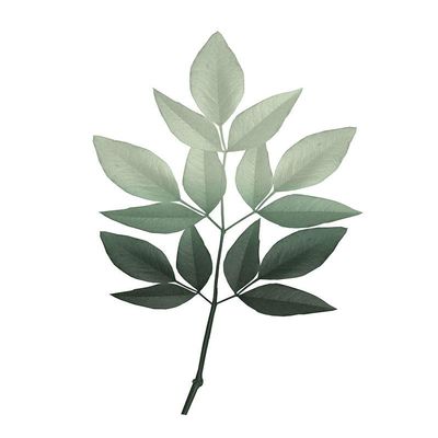 Posterazzi PDXKARC1390BLARGE Botanical Greens 2 Photo Print, 24 x 36, Multi